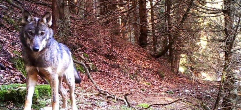 Il ministro vuole impedire di sparare ai lupi almeno per 2 anni